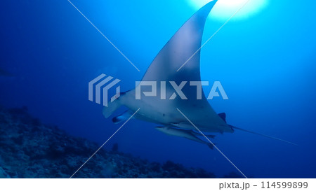 ナンヨウマンタ ナンヨウマンタ 114599899