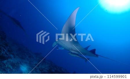 ナンヨウマンタ ナンヨウマンタ 114599901