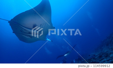 ナンヨウマンタ 114599912