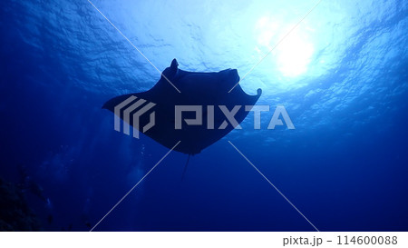 ナンヨウマンタ 114600088