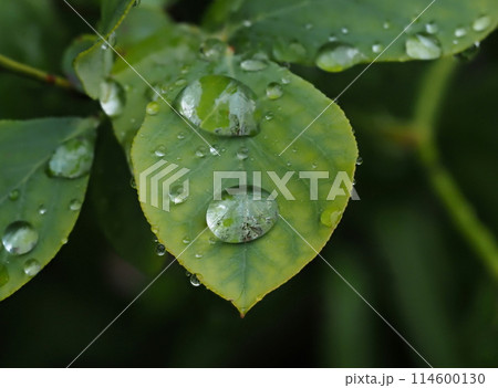 春の雨上がりに、水滴の水玉が残ったブルーべーリーの若葉 春の雨上がりに、水滴の水玉が残ったブルーべーリーの若葉 114600130