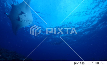 ナンヨウマンタ ナンヨウマンタ 114600182