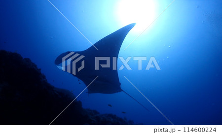 ナンヨウマンタ 114600224