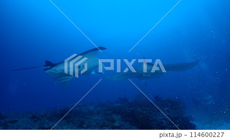 ナンヨウマンタ 114600227