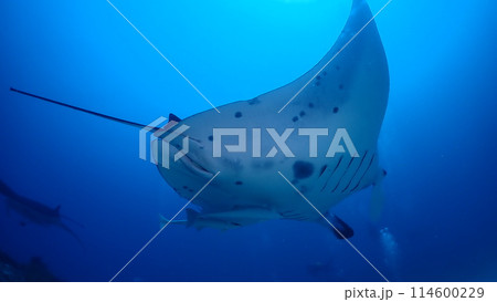 ナンヨウマンタ ナンヨウマンタ 114600229