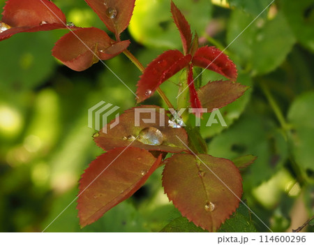 春の雨上がりの、水滴に濡れた朱色のバラの若葉 114600296