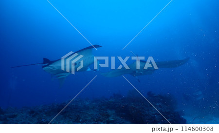 ナンヨウマンタ 114600308