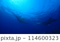 ナンヨウマンタ 114600323