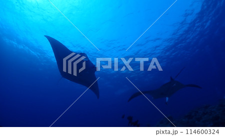 ナンヨウマンタ ナンヨウマンタ 114600324