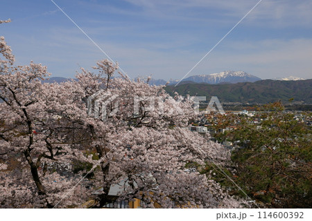 長野県伊那市西町　桜の名所春日城址春日公園の満開のソメイヨシノなどの桜と残雪の南アルプス仙丈ケ岳 114600392