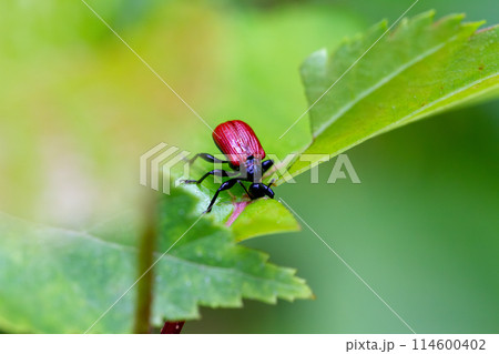 オトシブミ 114600402