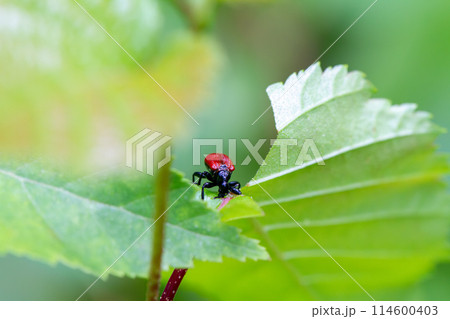 オトシブミ オトシブミ 114600403