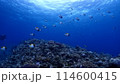カスミチョウチョウウオ 114600415