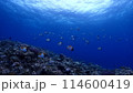カスミチョウチョウウオ 114600419