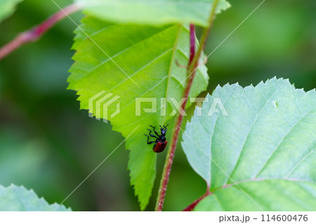 オトシブミ オトシブミ 114600476