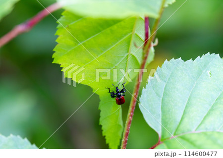 オトシブミ 114600477