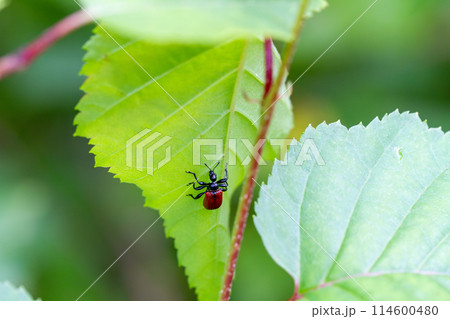 オトシブミ 114600480