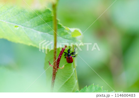 オトシブミ 114600483