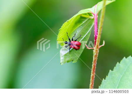 オトシブミ オトシブミ 114600503