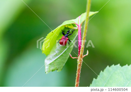 オトシブミ オトシブミ 114600504