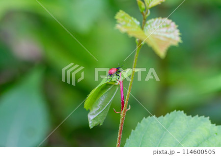 オトシブミ 114600505