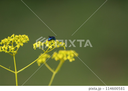 オオセイボウ 114600581