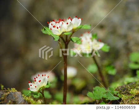 高尾山のかわいい宝物、花(3月)ハナネコノメ(花猫の目)05H4.3 114600659