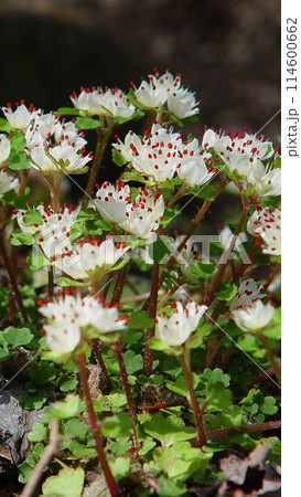 高尾山のかわいい宝物、花(3月)ハナネコノメ(花猫の目)34-3V9.16 114600662