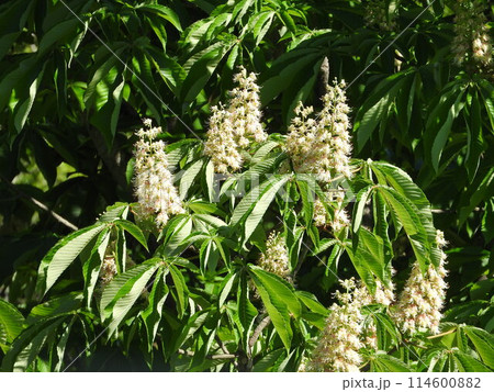 満開のトチノキの花 満開のトチノキの花 114600882