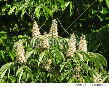 満開のトチノキの花 114600883