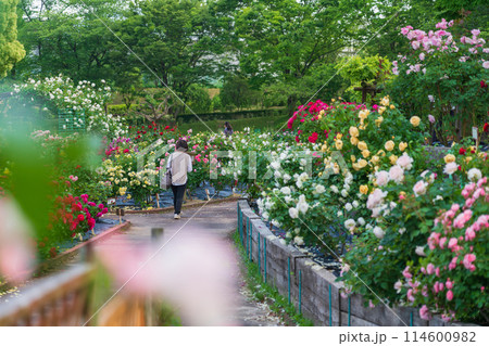 春の西山公園、満開のバラ〈愛知県豊田市〉 春の西山公園、満開のバラ〈愛知県豊田市〉 114600982