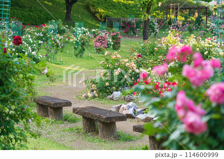 春の西山公園、満開のバラ〈愛知県豊田市〉 春の西山公園、満開のバラ〈愛知県豊田市〉 114600999