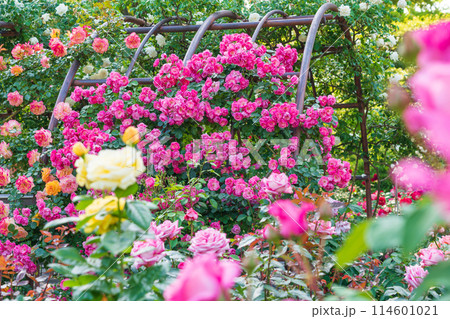 春の西山公園、満開のバラ〈愛知県豊田市〉 春の西山公園、満開のバラ〈愛知県豊田市〉 114601021