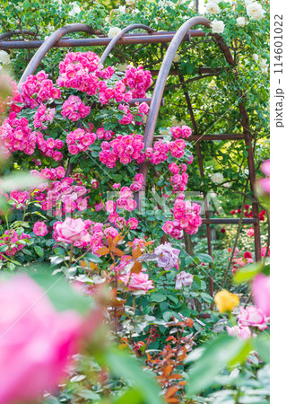春の西山公園、満開のバラ〈愛知県豊田市〉 114601022