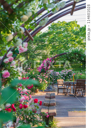 春の西山公園、満開のバラ〈愛知県豊田市〉 春の西山公園、満開のバラ〈愛知県豊田市〉 114601028