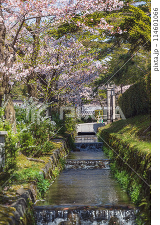 小川の春景色 小川の春景色 114601066