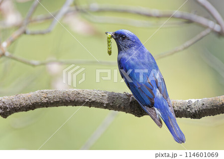 枝の上で捕食する青い鳥オオルリ成鳥雄 枝の上で捕食する青い鳥オオルリ成鳥雄 114601069