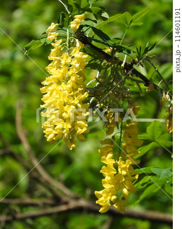 キングサリ(金鎖) キングサリ(金鎖) 114601191