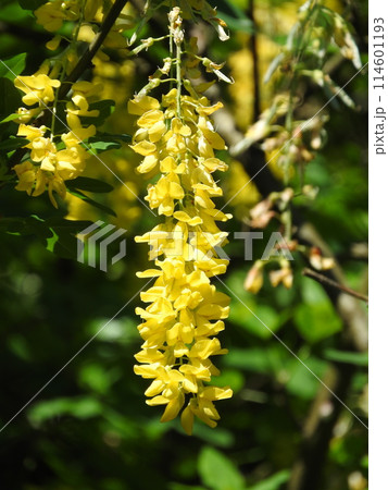 キングサリ（金鎖） 114601193