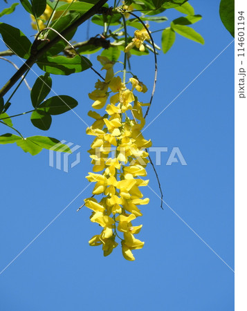 キングサリ（金鎖） 114601194