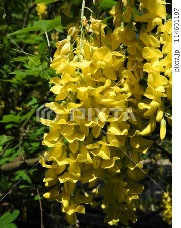 キングサリ（金鎖） 114601197