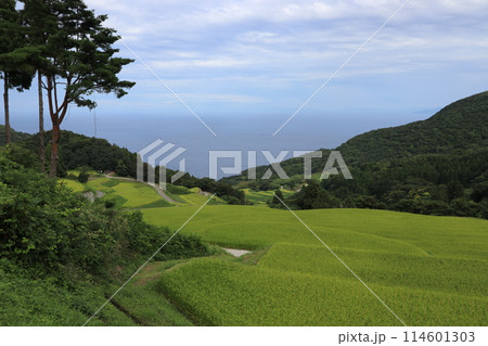 佐渡岩首昇竜棚田 114601303