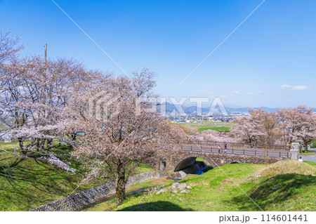 春の霞間ヶ渓、満開の桜〈岐阜県揖斐郡〉 114601441