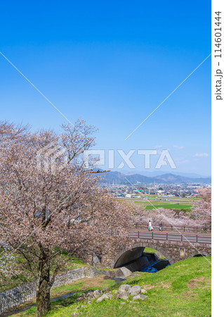 春の霞間ヶ渓、満開の桜〈岐阜県揖斐郡〉 春の霞間ヶ渓、満開の桜〈岐阜県揖斐郡〉 114601444