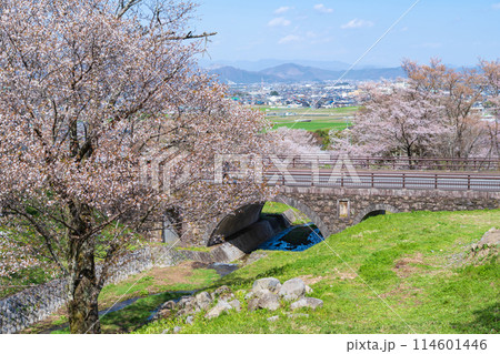 春の霞間ヶ渓、満開の桜〈岐阜県揖斐郡〉 114601446