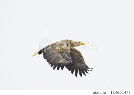 オジロワシ飛翔 114601472