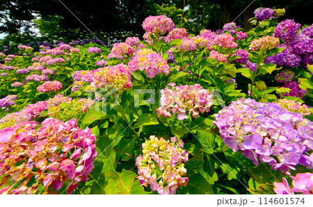 かざはやの里の紫陽花 114601574