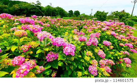 三重県かざはやの里 紫陽花の咲く丘 三重県かざはやの里 紫陽花の咲く丘 114601575