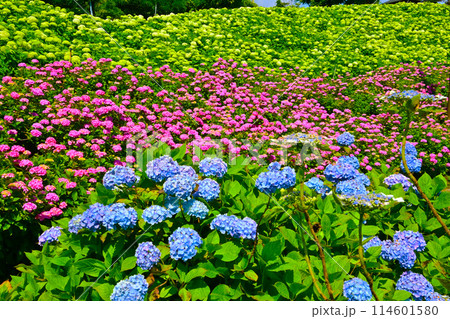 三重県かざはやの里　紫陽花の咲く丘 114601580