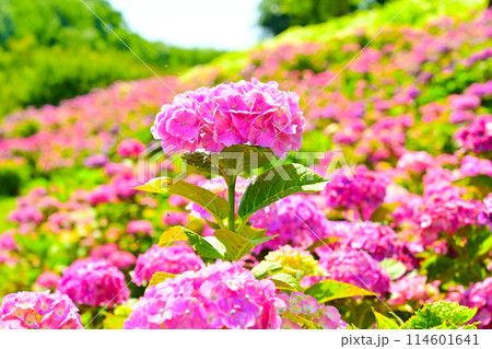風早の里 ズームアップで撮る紫陽花の花 風早の里 ズームアップで撮る紫陽花の花 114601641